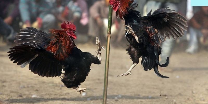 Tìm hiêu rý nghĩa thực sự của màu mạng đá gà